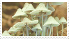 mushroom.png